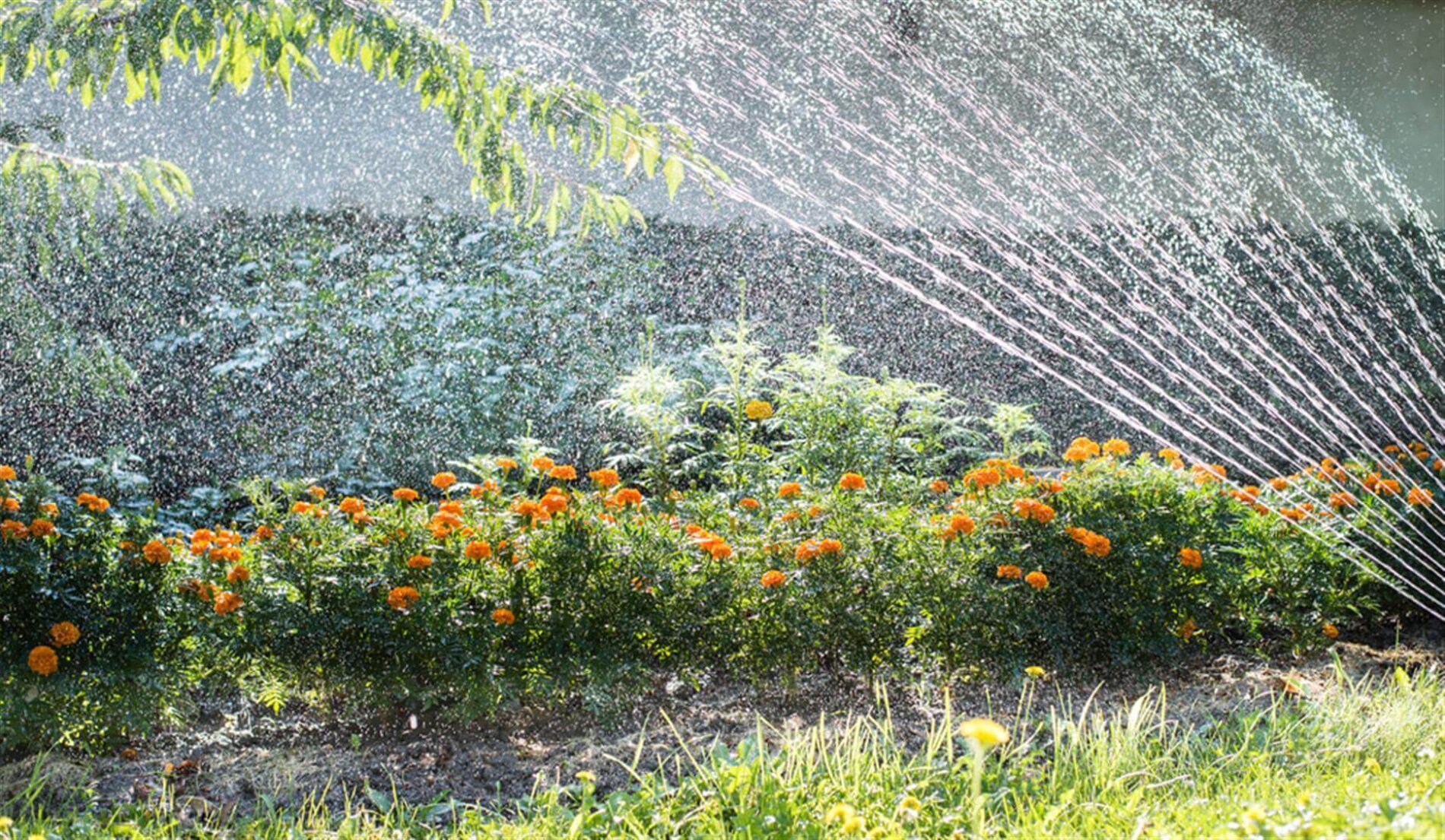 Nawadnianie ogrodu – co warto wiedzieć?