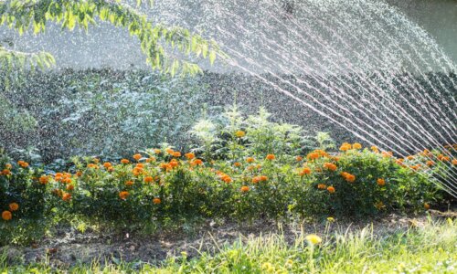 Nawadnianie ogrodu – co warto wiedzieć?
